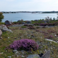12 saaren unikki kasvisto